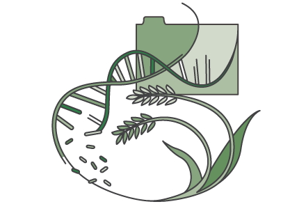 400x303_RiceGenome_green 400x303_RiceGenome_green